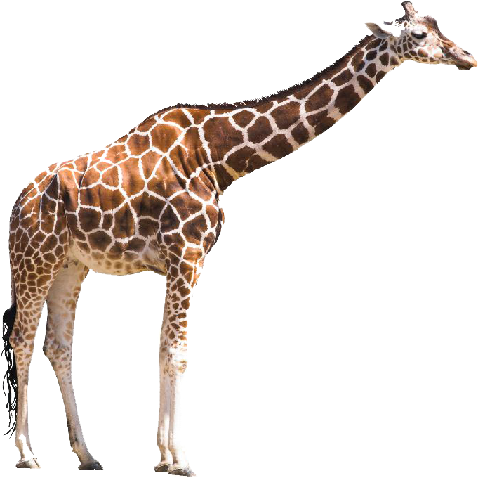"synchronized Rhythms From West Africa, Arabic Thunder, - Giraffe Cut Out (788x800)
