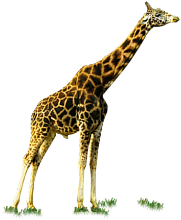 Giraffe Deer - Adult Giraffe - Giraffe Deer - Adult Giraffe (500x500)