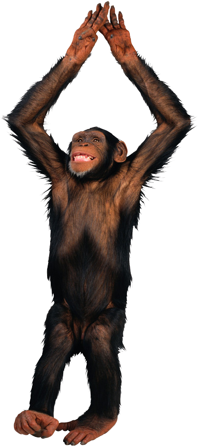 Gibbon Haplorhini Monkey Clip Art - Gibbon Haplorhini Monkey Clip Art (640x967)