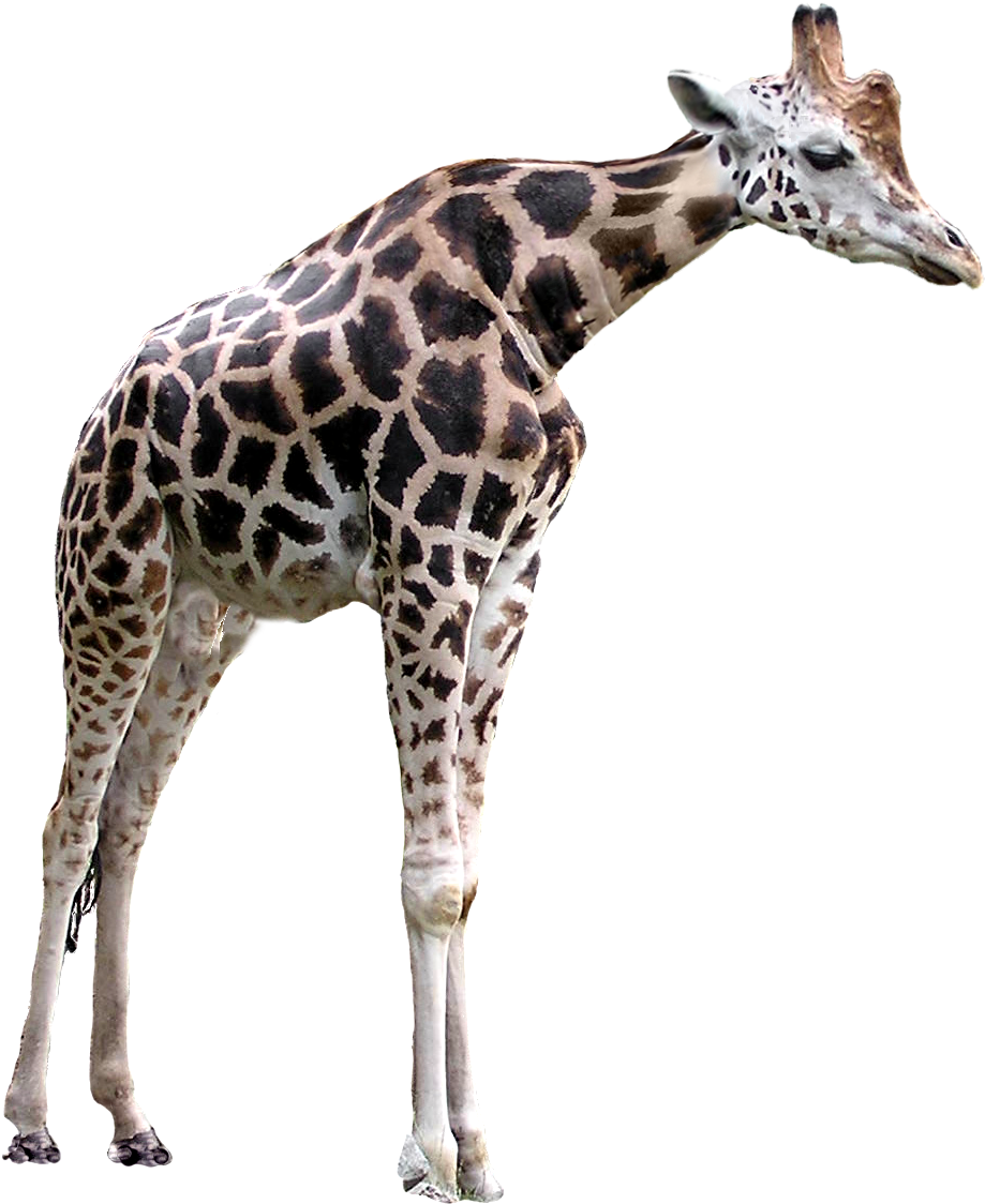 Short Necked Giraffe By Reitanna-seishin - Giraffe With A Short Neck (948x1156)