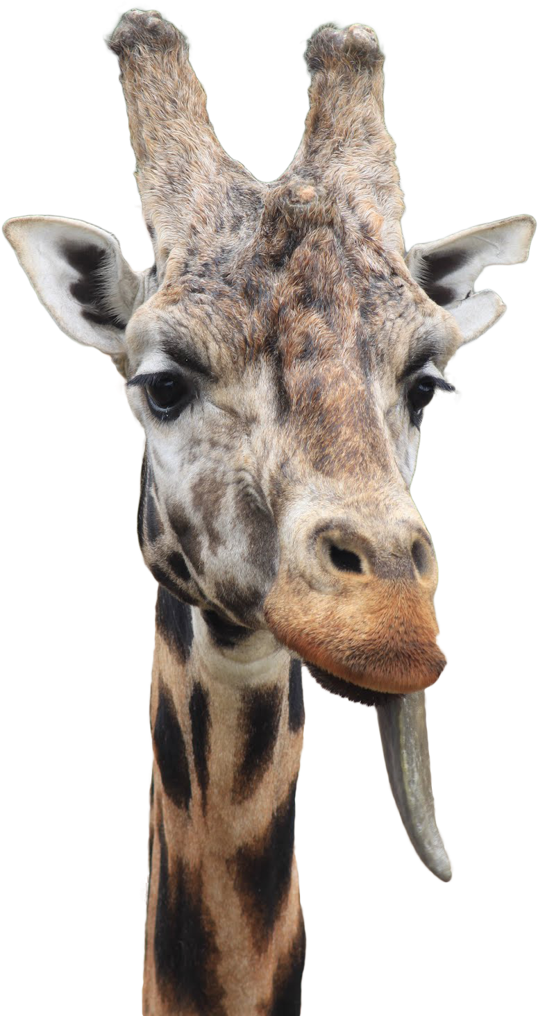Giraffe With Tongue Out - Giraffe (1067x1600)