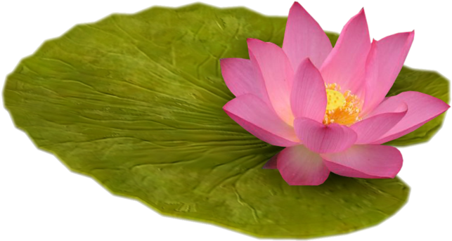 Pygmy Water-lily Nelumbo Nucifera Computer Software - Pygmy Water-lily Nelumbo Nucifera Computer Software (800x532)