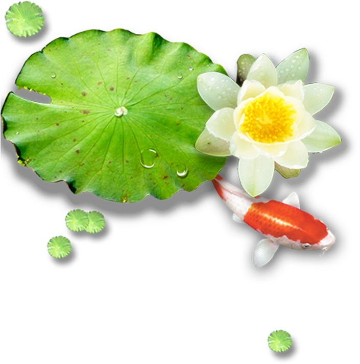 Lotus Pond Leaf Nelumbo Nucifera - Lotus Pond Leaf Nelumbo Nucifera (800x733)