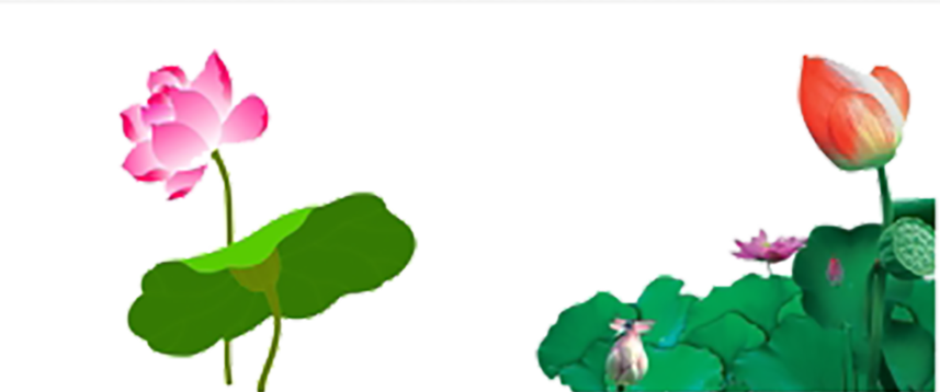 Water Lily Nelumbo Nucifera Cartoon - Lotus Vector (857x358)