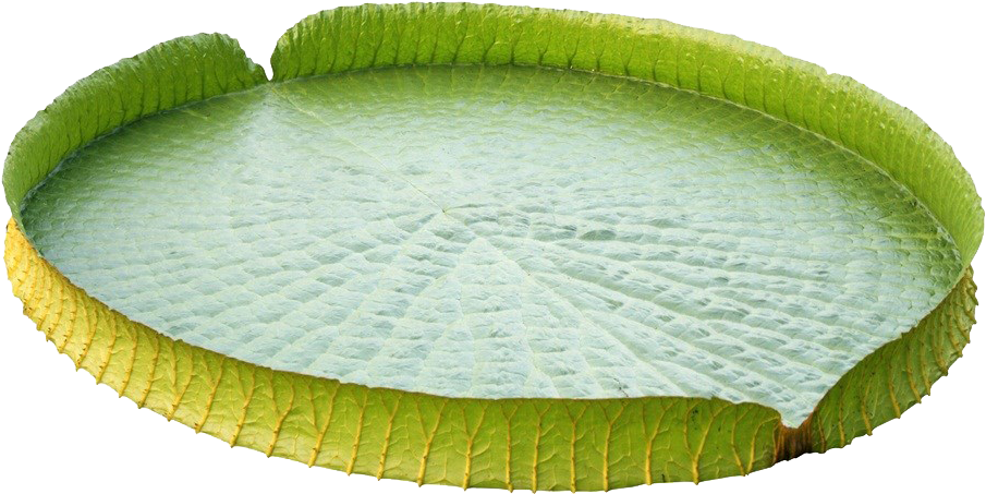 Victoria Amazonica Water Lily Leaf Nelumbo Nucifera - Victoria Amazonica Water Lily Leaf Nelumbo Nucifera (1024x682)