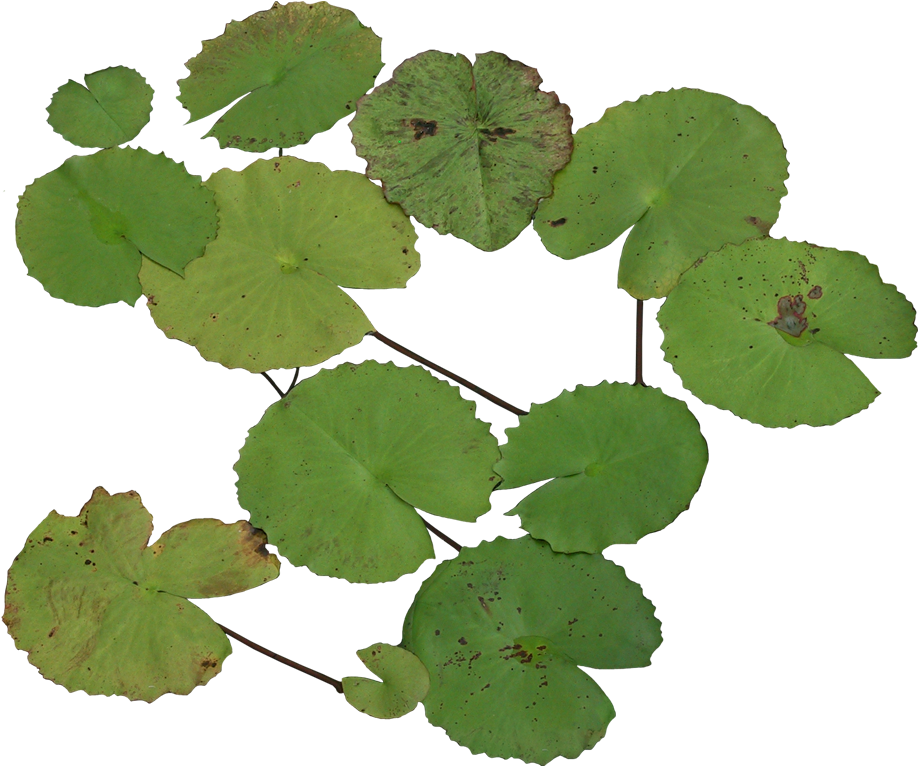 Nelumbo Nucifera Water Lily Software Animation - Nelumbo Nucifera Water Lily Software Animation (1137x960)