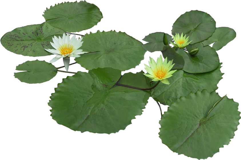 Nymphaea Alba Pygmy Water-lily Flower Aquatic Plant - Lirio Acuatico Png (1859x1250)