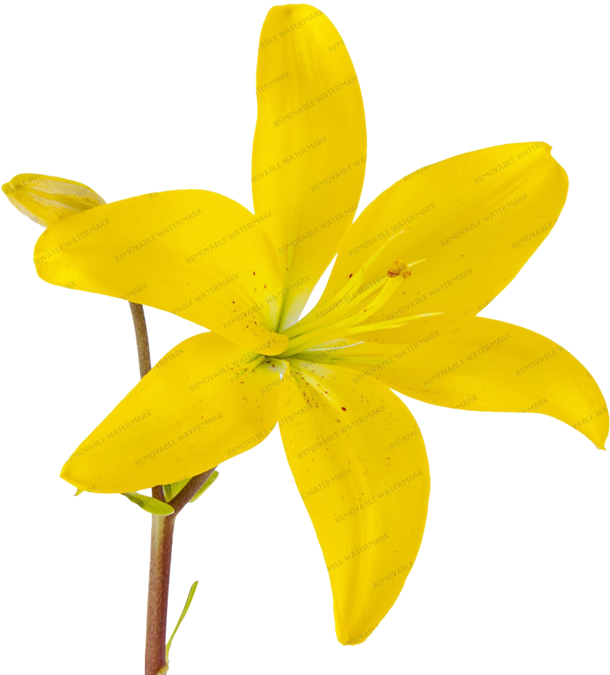 Asiatic Lilies - Lily (1000x1000)