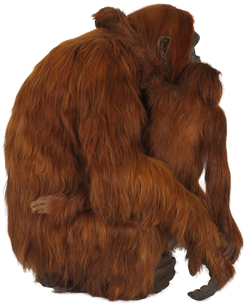 Orangutan Png - Orangutan (640x640)