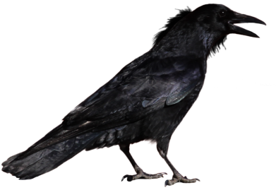 Raven Clipart Transparent Background - Crow Png (400x300)