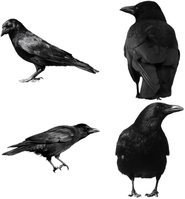 Top Quality Crows Transparent Png Images, Clipart Pictures - Crow Clipart (400x400)