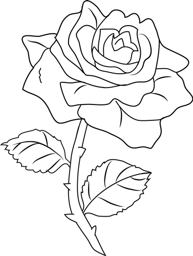 Flowers Rose Drawing - White Rose Drawing Png (377x500)