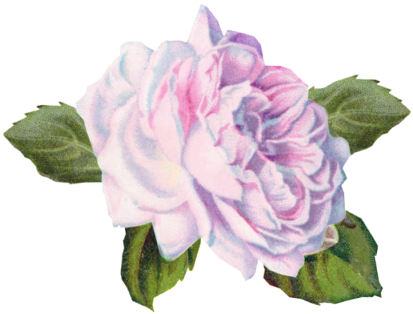 Rose Blue Toned Tuckdb Org - 3drose Image Of Victorian Cabbage Rose Painting Mouse (600x600)