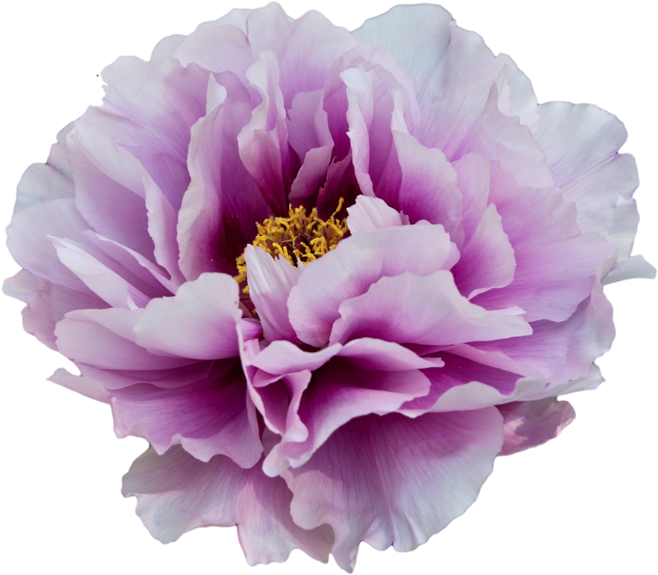 White And Purple Peony - Transparent Background Purple Flowers (1280x1081)
