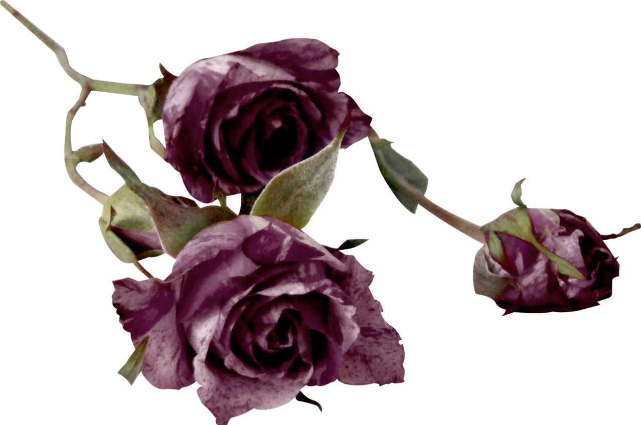 Garden Roses Cut Flowers Centifolia Roses Color - Garden Roses Cut Flowers Centifolia Roses Color (1278x848)