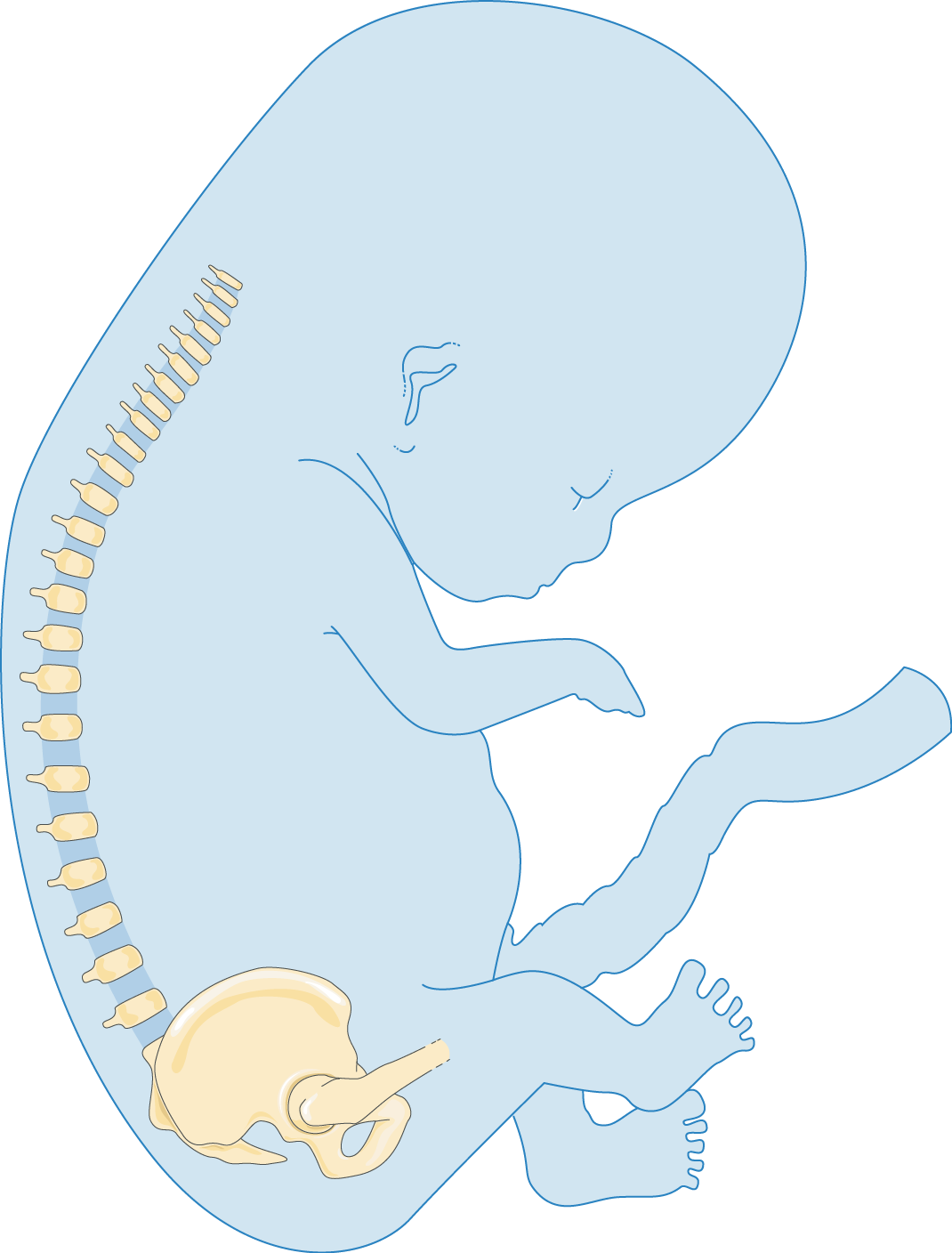 Foetus - Illustration (1070x1408)