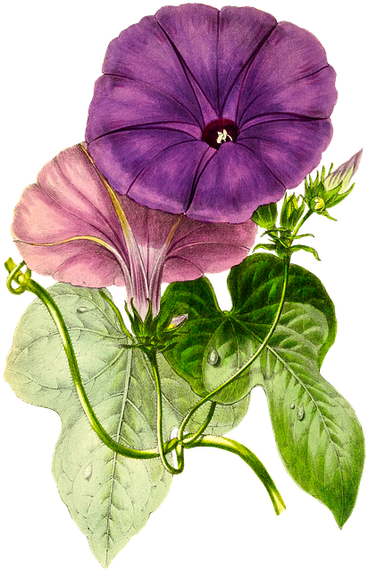 Plant, Flower, Nature, Leaf, Isolated, Vintage, Blossom - Giclee Painting: Paxton's Plum Morning Glory, 26x18in. (462x720)