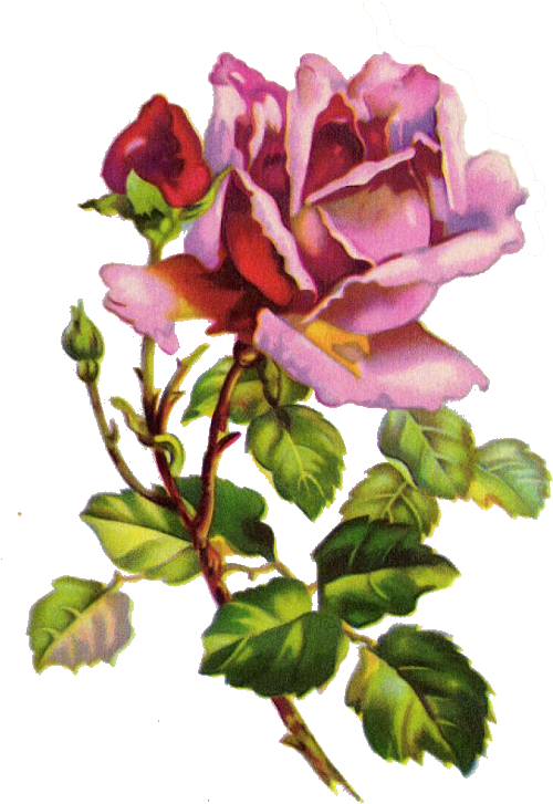 ✿fragrant Scent Of Roses✿ Purple Rose - Vintage Flower Watercolor Painting (547x768)