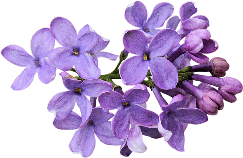 Flower Images, Purple Flowers, Hair Slide, Collages, - Flores Violetas Png (800x531)
