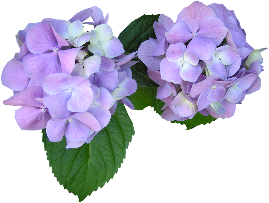 Vintage Hydrangea Cliparts - Flowers To Cut Out (960x718)