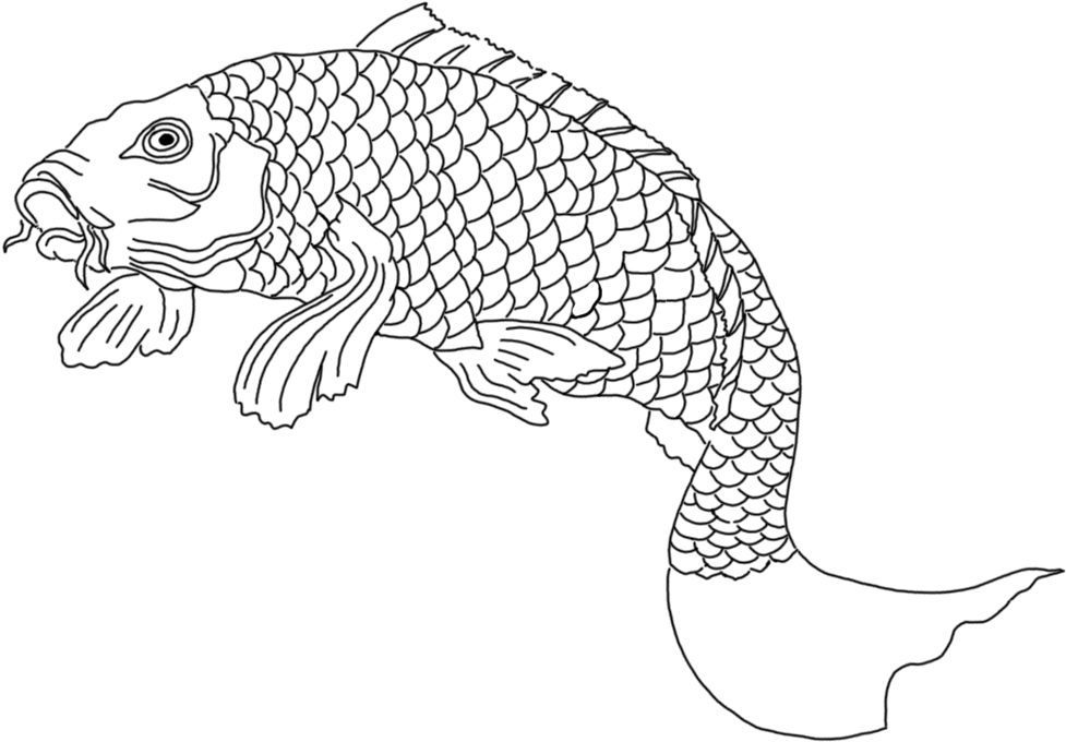 Koi Fish Sketch Black White - White (1049x755)