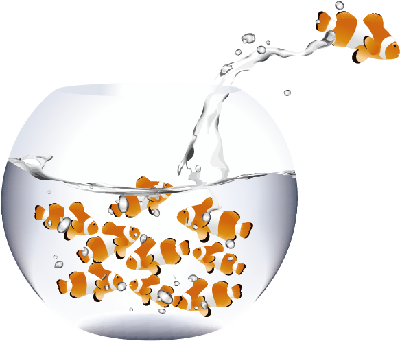 Koi Carassius Auratus Aquarium Fish - Koi Carassius Auratus Aquarium Fish (603x496)