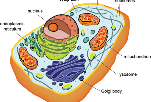 Planctomycetes And Eukaryotes Are Both Interesting, - Prokaryotic And Eukaryotic Cells (620x420)