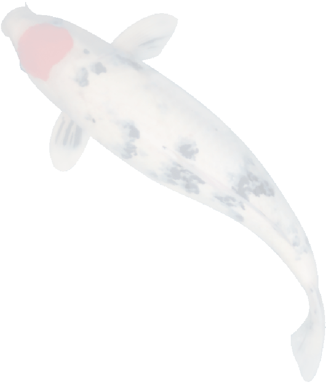 Waarom Werden Koi Vatbaar Voor Ziektes Het Antwoord - Zweephaardiertje (648x760)