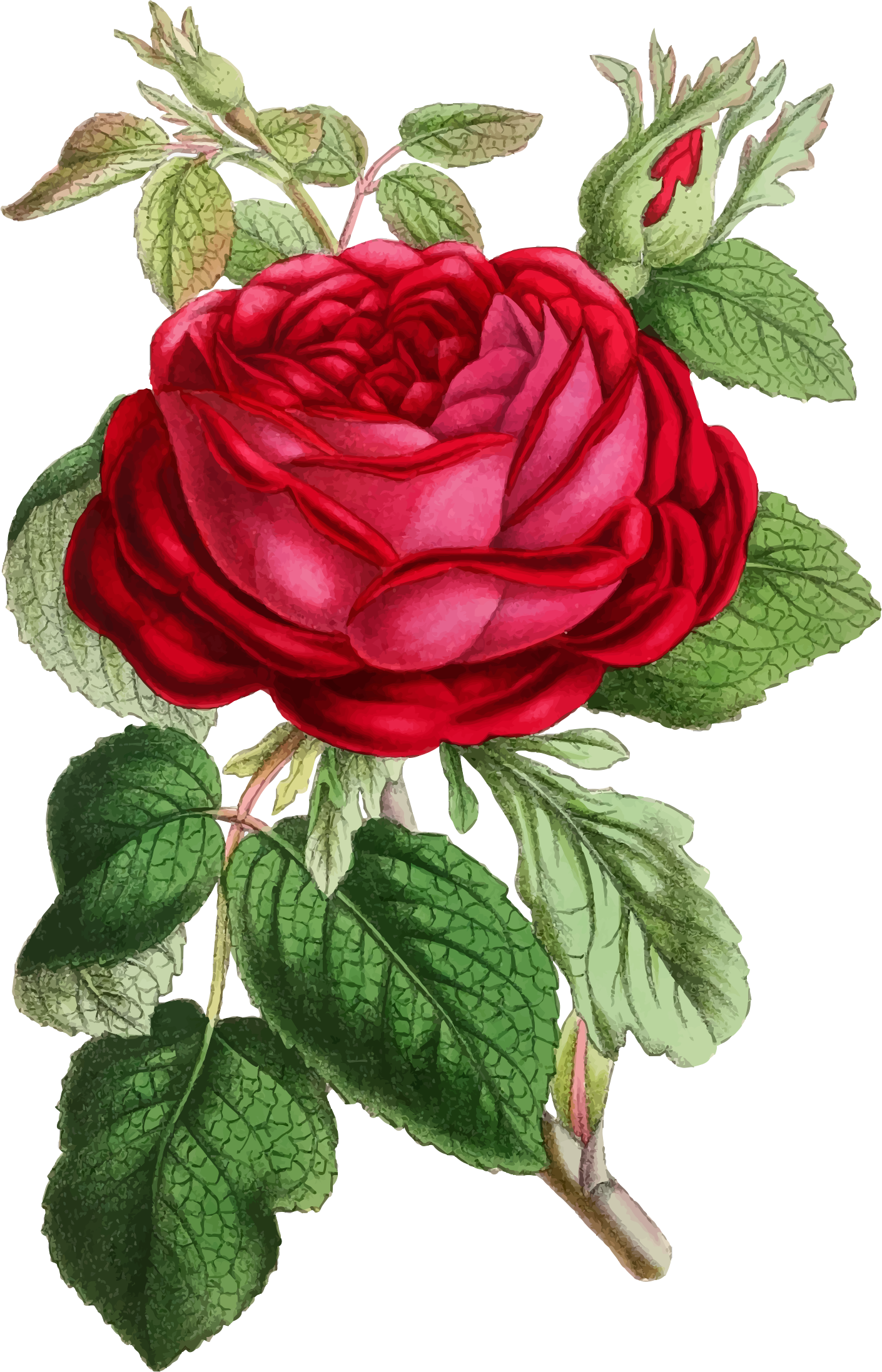 Vintage Rose Illustration - Vintage Rose Illustration (1410x2194)