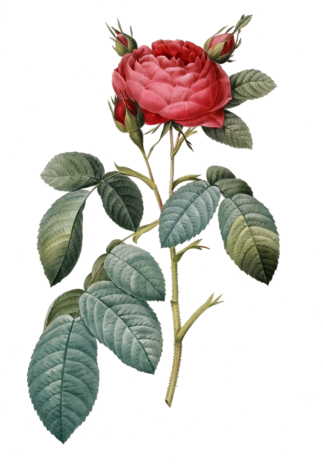 I Have Carefully Removed The Background And Corrected - Vintage Flower Graphic Png (1111x1600)
