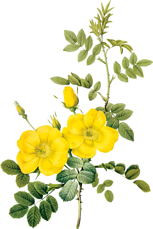 Yellow Flower Paintings Images Flower Decoration Ideas - Yellow Flower Illustration (500x747)