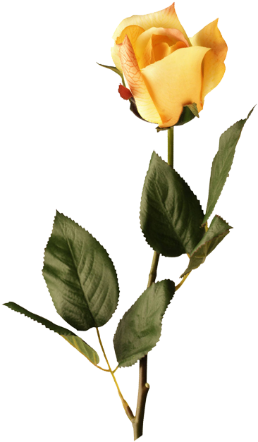 Picture Suggestion - Rosa Yellow Png (500x649)