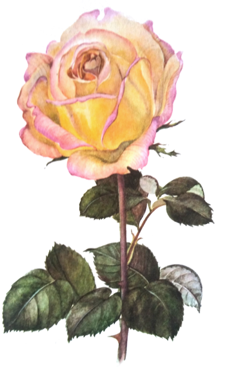 Vintage Png - Vintage Png (466x750)