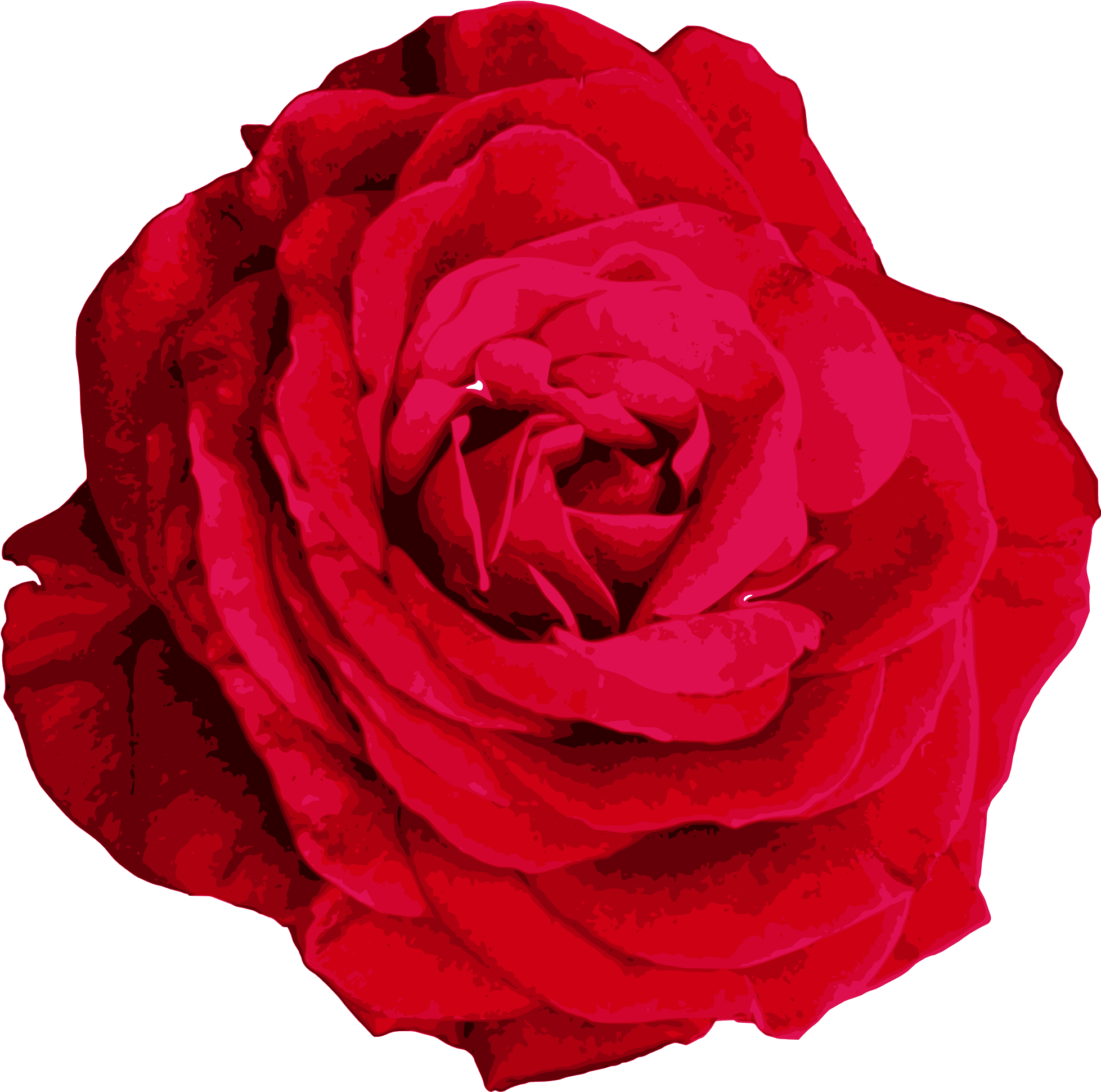Red Rose Png Image Transparent Onlygfx - Hybrid Tea Rose (2000x2020)