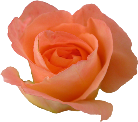 Transparent - Peach Rose (500x439)