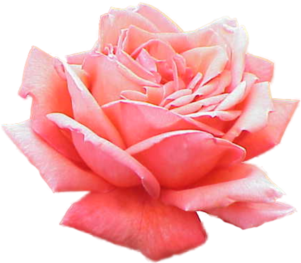 Extracted Pink Rose Free Images At Clker - Significado Del Color De Las Rosas (600x524)
