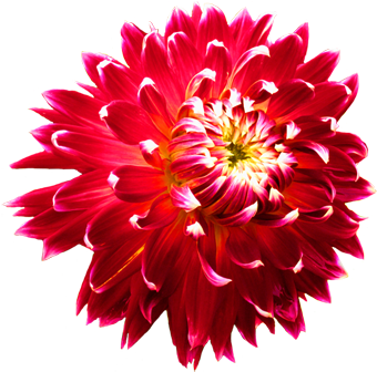 Flower Image Gallery - Dahlia Png (354x343)