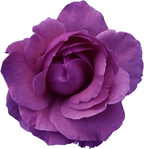 Purple Rose Clipart Transparent Background - Light Blue Flower Transparent Background (500x496)