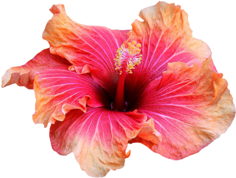 Transparent Hibiscus - Transparent Hibiscus (500x378)