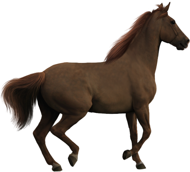 Howrse Akhal-teke Appaloosa Pony Clip Art - Howrse Akhal-teke Appaloosa Pony Clip Art (650x587)