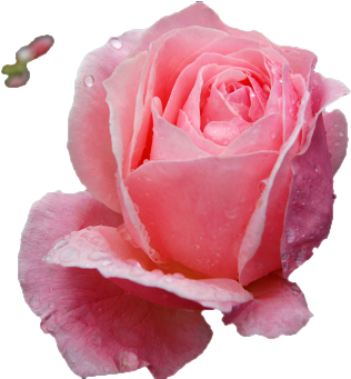 Photo Of Rose Image With Transparent Background - Роза Прозрачный Фон (512x340)