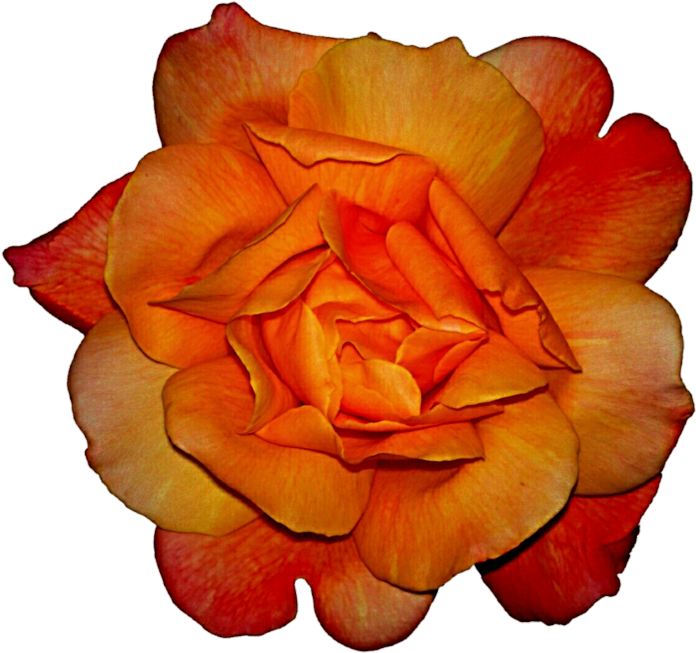 Image - Red And Yellow Rose Png (1024x946)