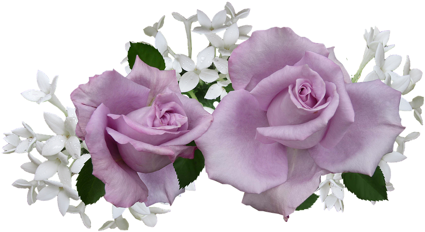 White Rose Png 2, Buy Clip Art - Mauve Flower (960x573)