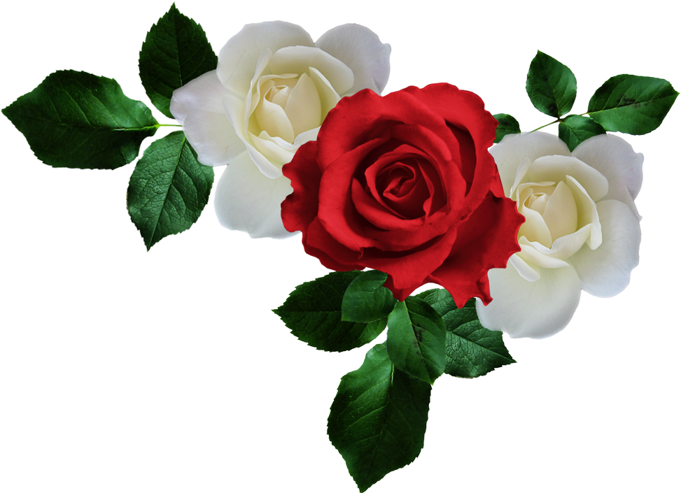 Arana Альбом «clipart / Clipart2 / Scarlet And White - White Rose (987x725)