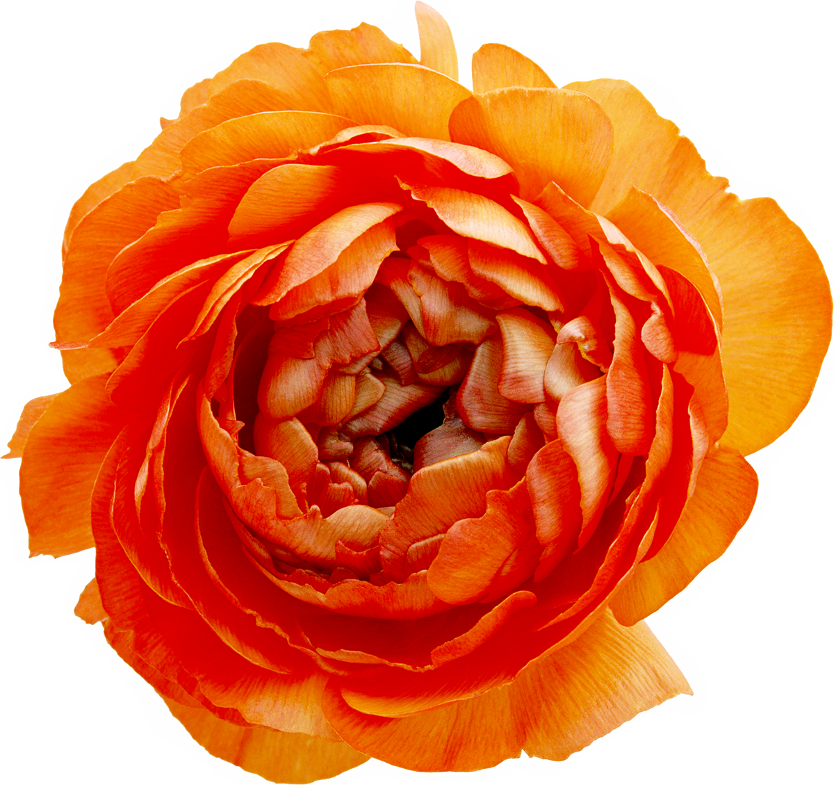 Subterranean Animism Flower Clip Art - Subterranean Animism Flower Clip Art (1200x1129)