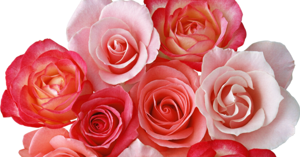 Bouquet Clipart Png (600x315)
