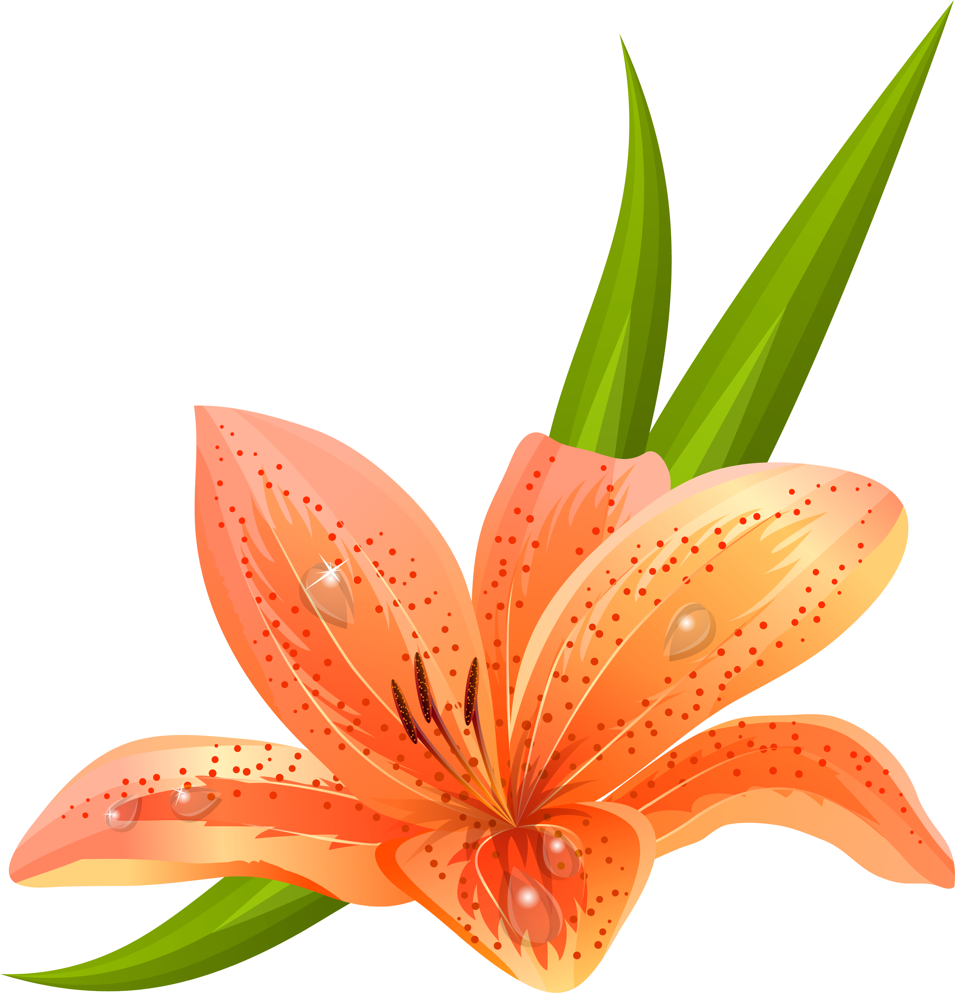 Orange Flower Clipart Lilium - Orange Flower Clipart Lilium (3263x3351)