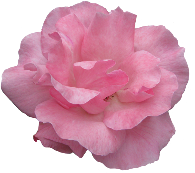 Rose Clip Art Black And White Border Download - Rose (687x709)