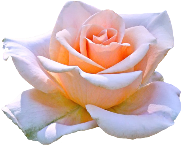 Hybrid Tea Rose Hybrid Tea Rose Flower Clip Art - Hybrid Tea Rose Hybrid Tea Rose Flower Clip Art (664x505)