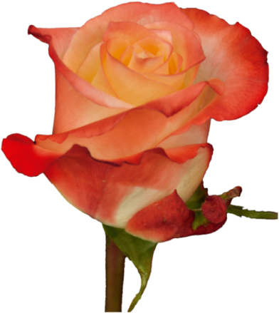 Roses Bicolor Orange Cabaret - Cabaret (417x480)